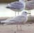 Click for big images of Larus glaucoides 