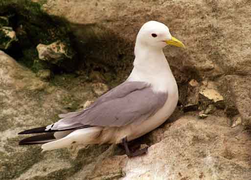Rissa tridactyla 